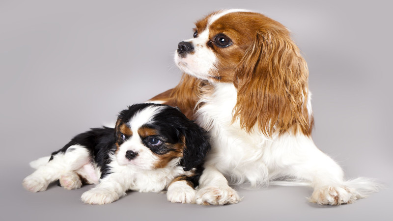 Dog Grooming in Loveland to Make Your Pet Feel Pampered