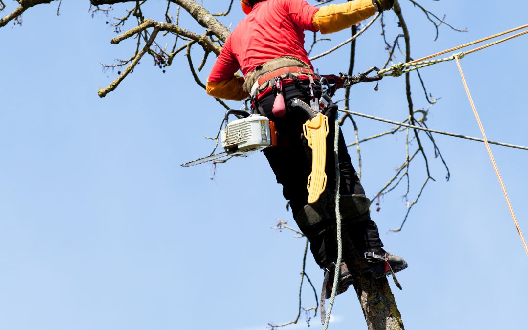 Safe and Affordable Solutions for Tree Removal Monona WI Homeowners Can Trust