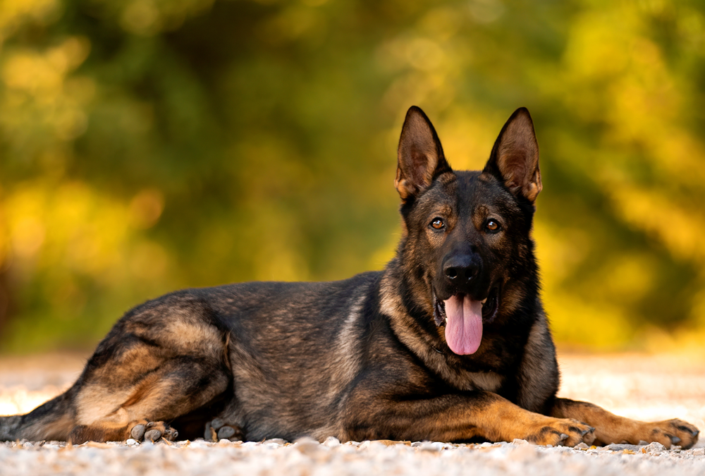 Learn how a protection dog for sale can boost your home security and family peace of mind