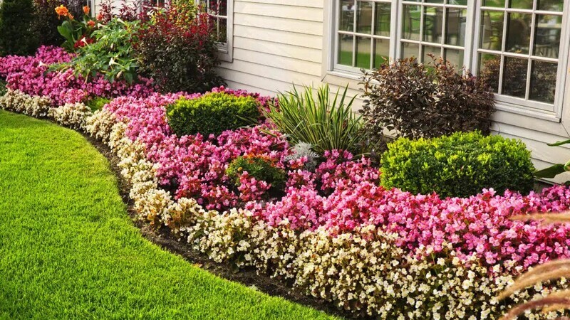 Enhance your landscape with expert tree & shrub service in Shelbyville, KY, for healthy and beautiful Lawns