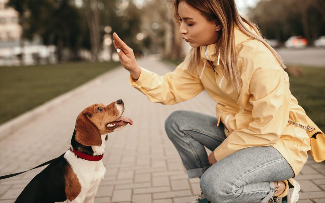 Preparing Your Dog for a Pet Sitter Through Private Dog Training