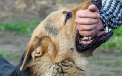 Can a Person Have a Dog Bite Claim When the Dog Never Actually Bites Them?